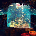 aquarium