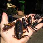 Insect Infused Drink