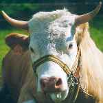 Gau Jal Gross out drink of the month